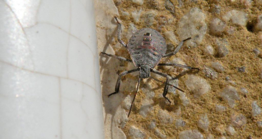 Giovane olimpica_Pentatomidae; Apodiphus amygdali